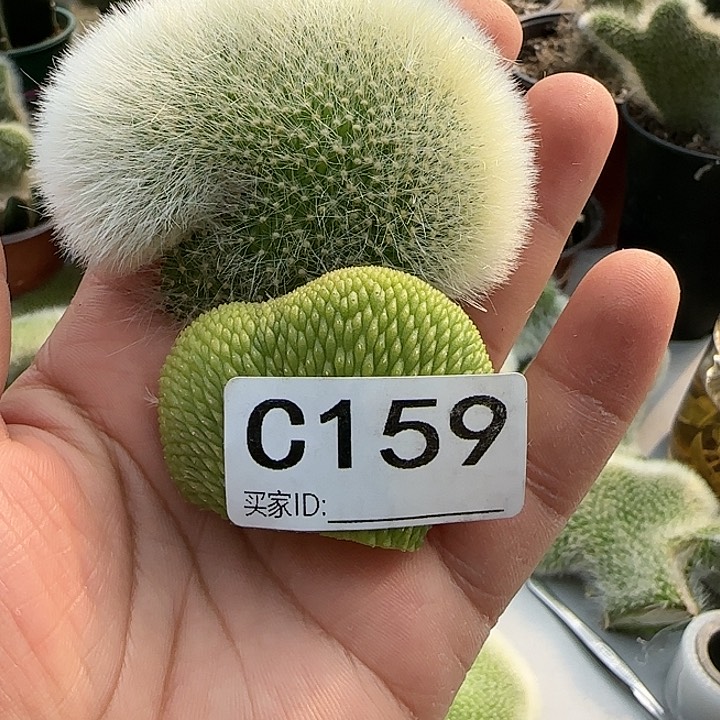用****6九尾狐缀化159