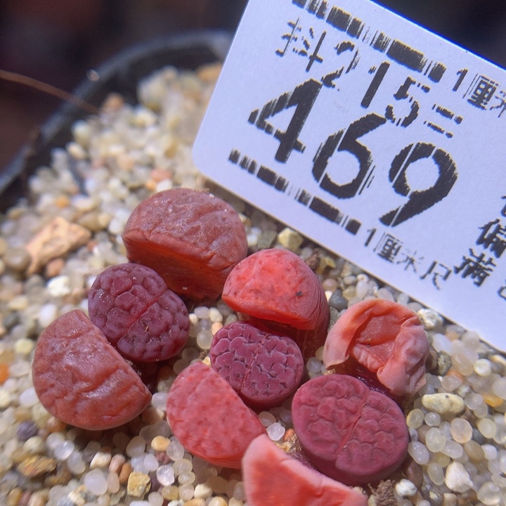 精品生石花215.469阿克