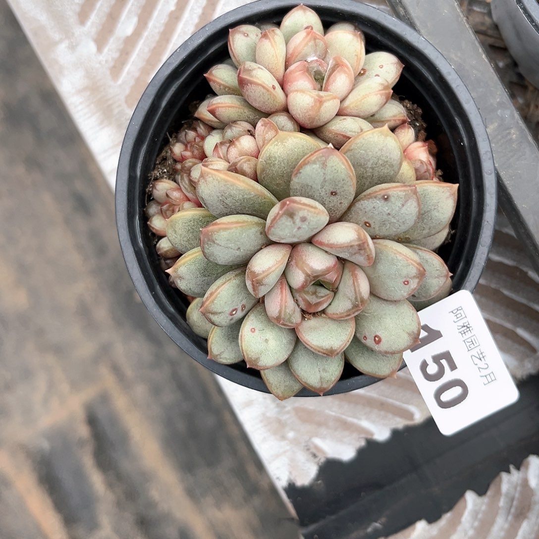 阿雅园艺。           150