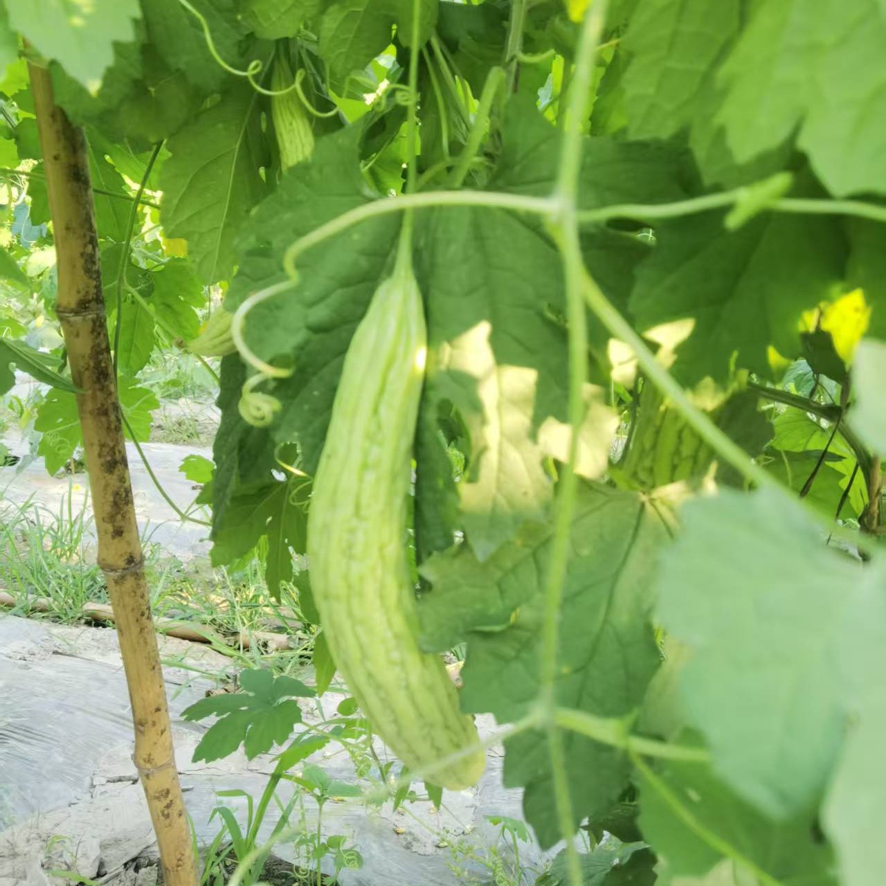老品种苦瓜农家露天种植