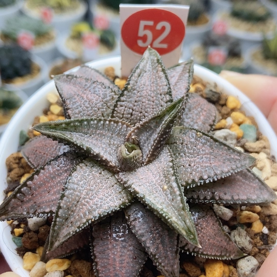 52银狼蛛111111111