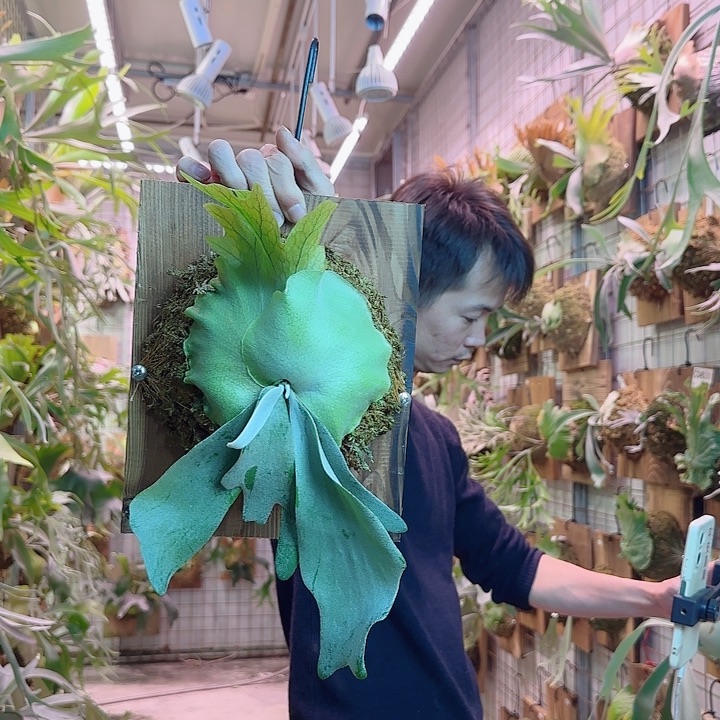 无花朵水汽爪哇a5。  