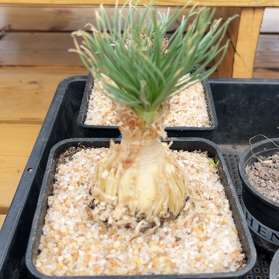 潮流植物优选弹簧草，
