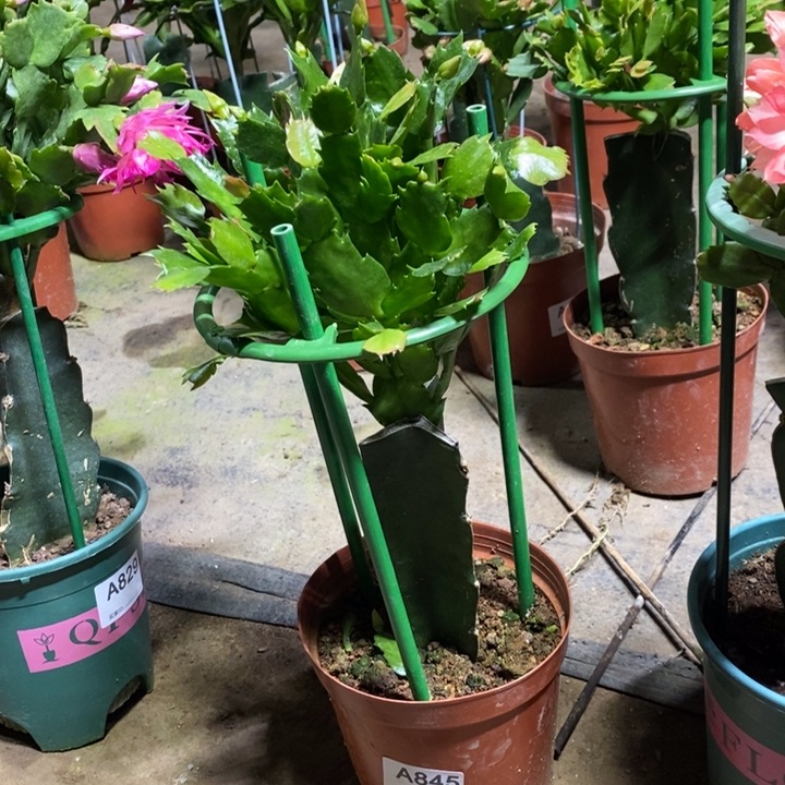 大部分花苞少量开放*️****845嫁接2285