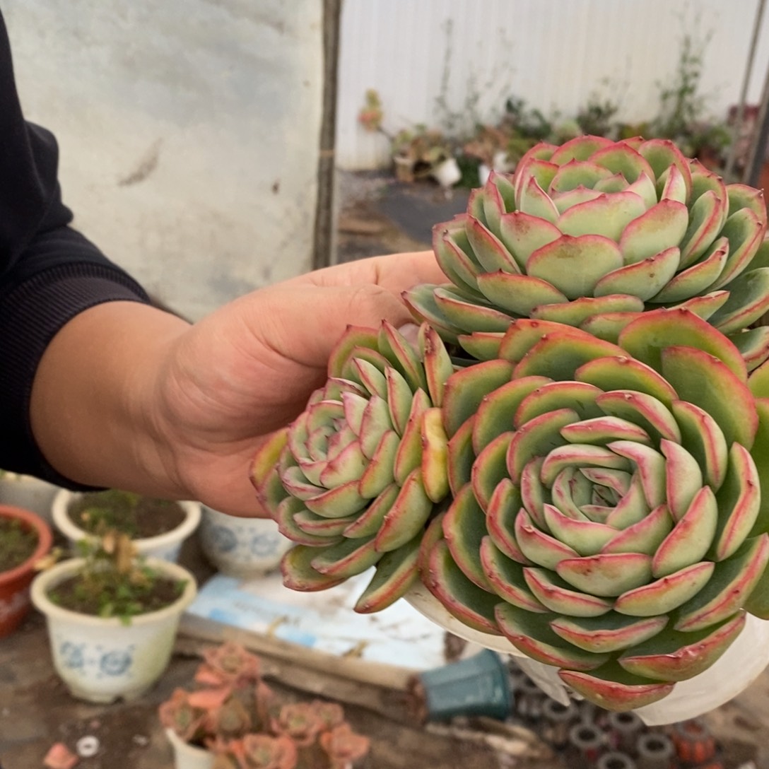 晨露三大头起发老桩