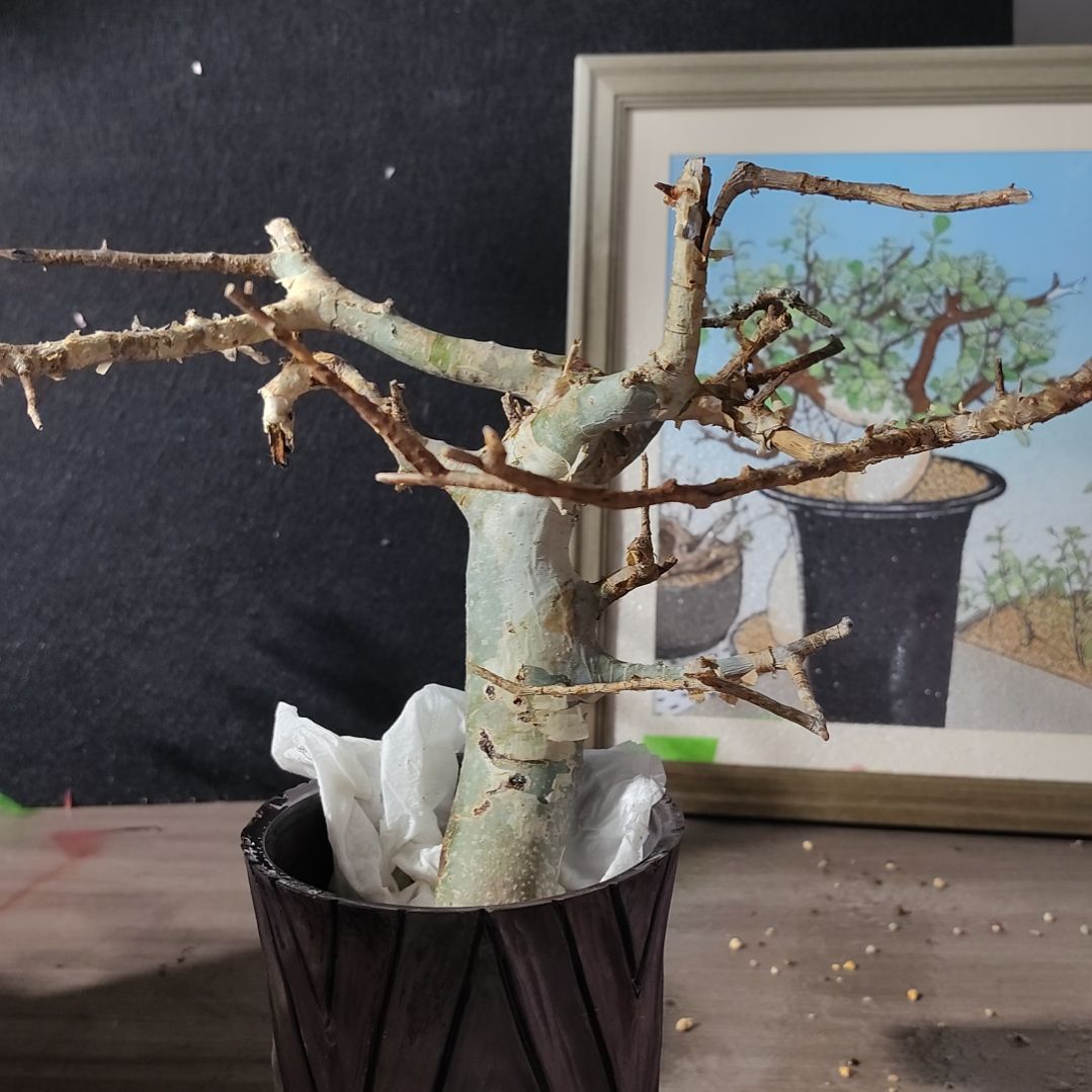 产地蓝白皮橄榄哈哈哈哈