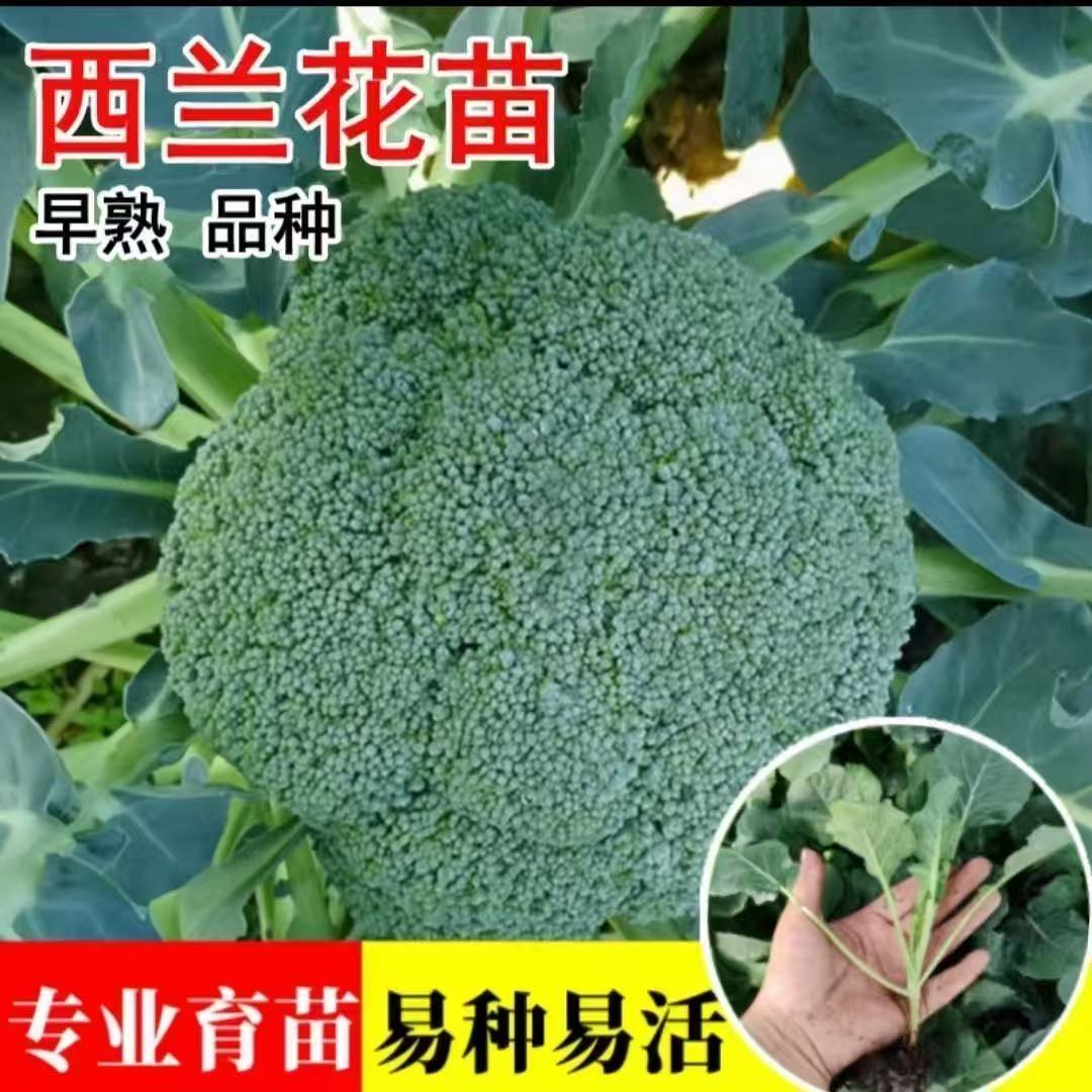 新鲜西蓝花苗秧苗绿甘蓝苗盆栽蔬菜苗牛心甘蓝苗包菜苗菜苗