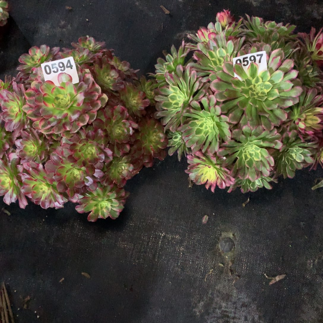 天河597安娜594组合福利10000000