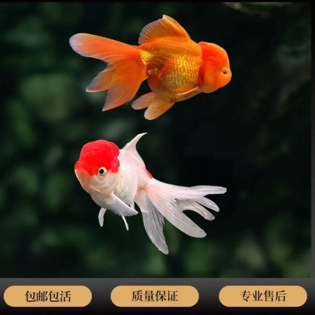 【4-6cm红头红狮混发】好养耐活冷水淡水小金鱼活体观赏鱼
