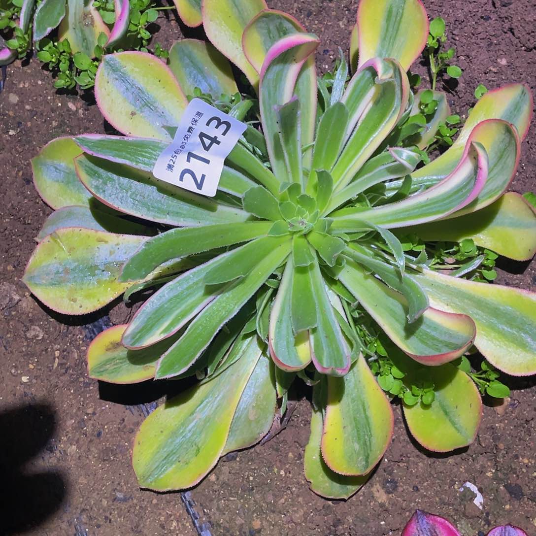 2143星光多肉植物