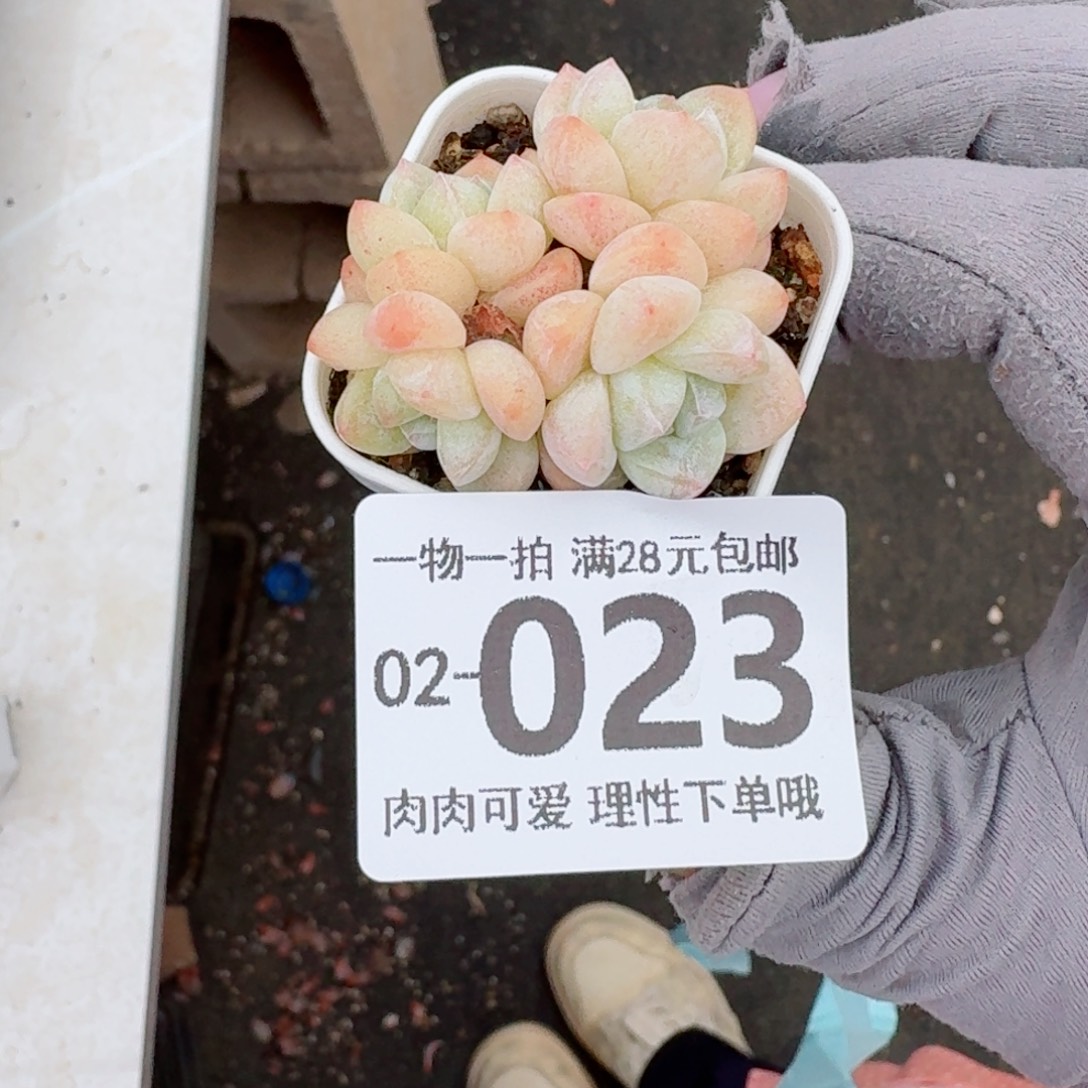 冰玉无盆土发货无盆土无