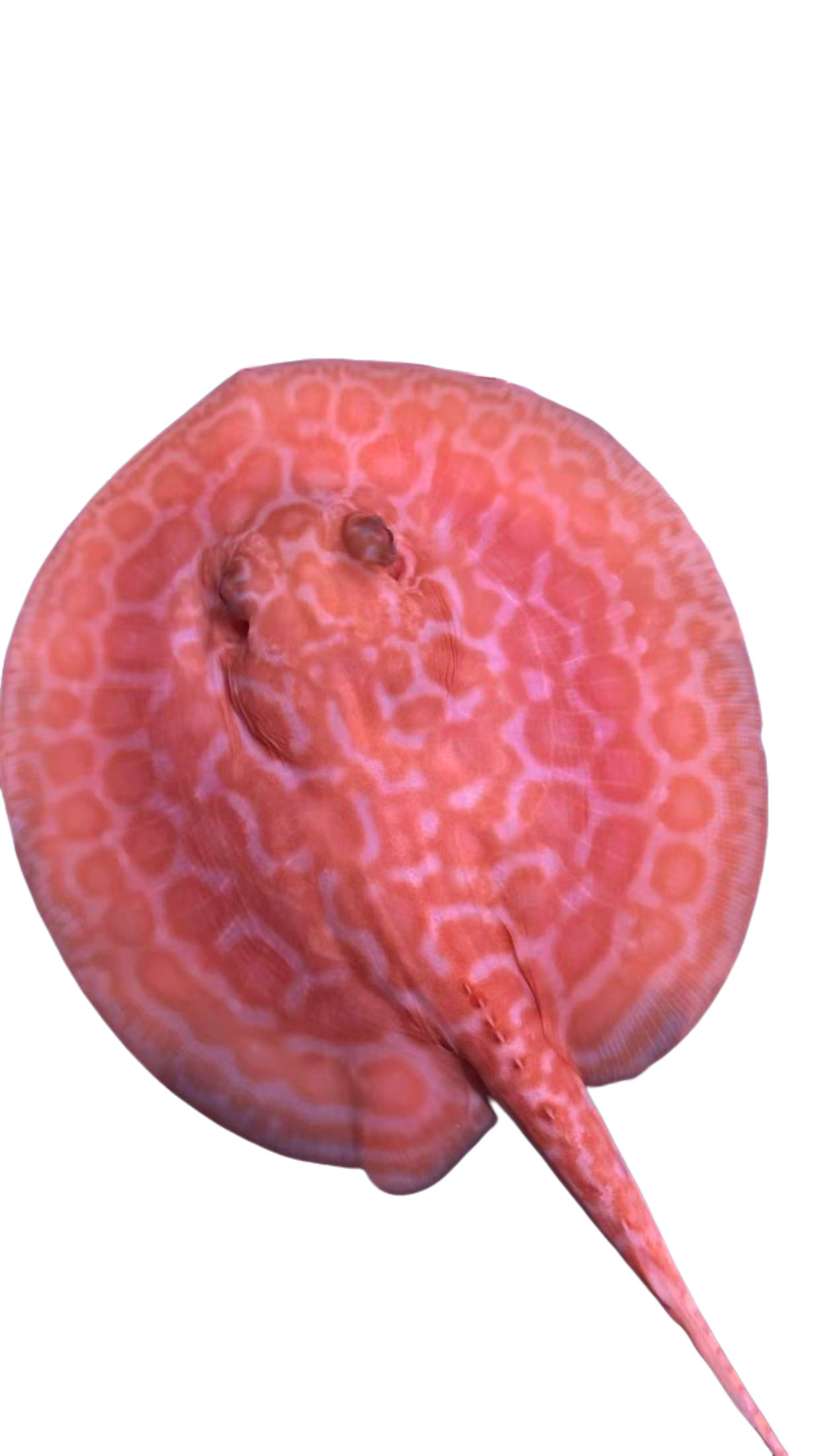 （一物一拍）火焰魟鱼白子魟鱼黑帝魟鱼淡水观赏鱼鲜活活体