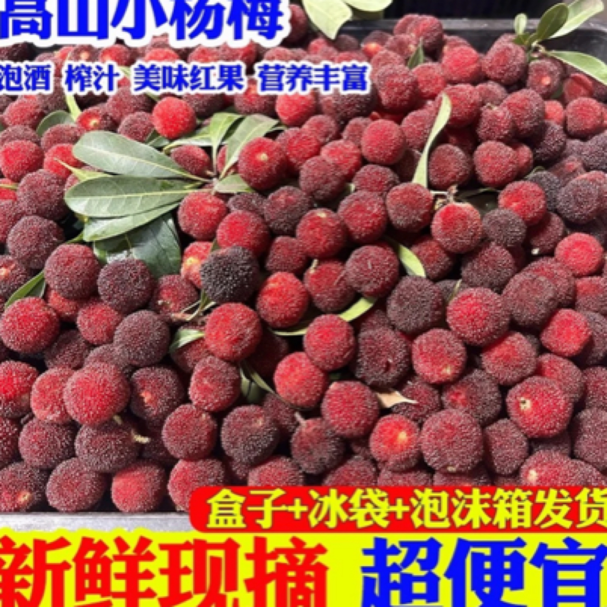 【顺丰冷链包邮】AM浙江东魁泡酒杨梅应季水果新鲜酸甜泡酒专用杨梅