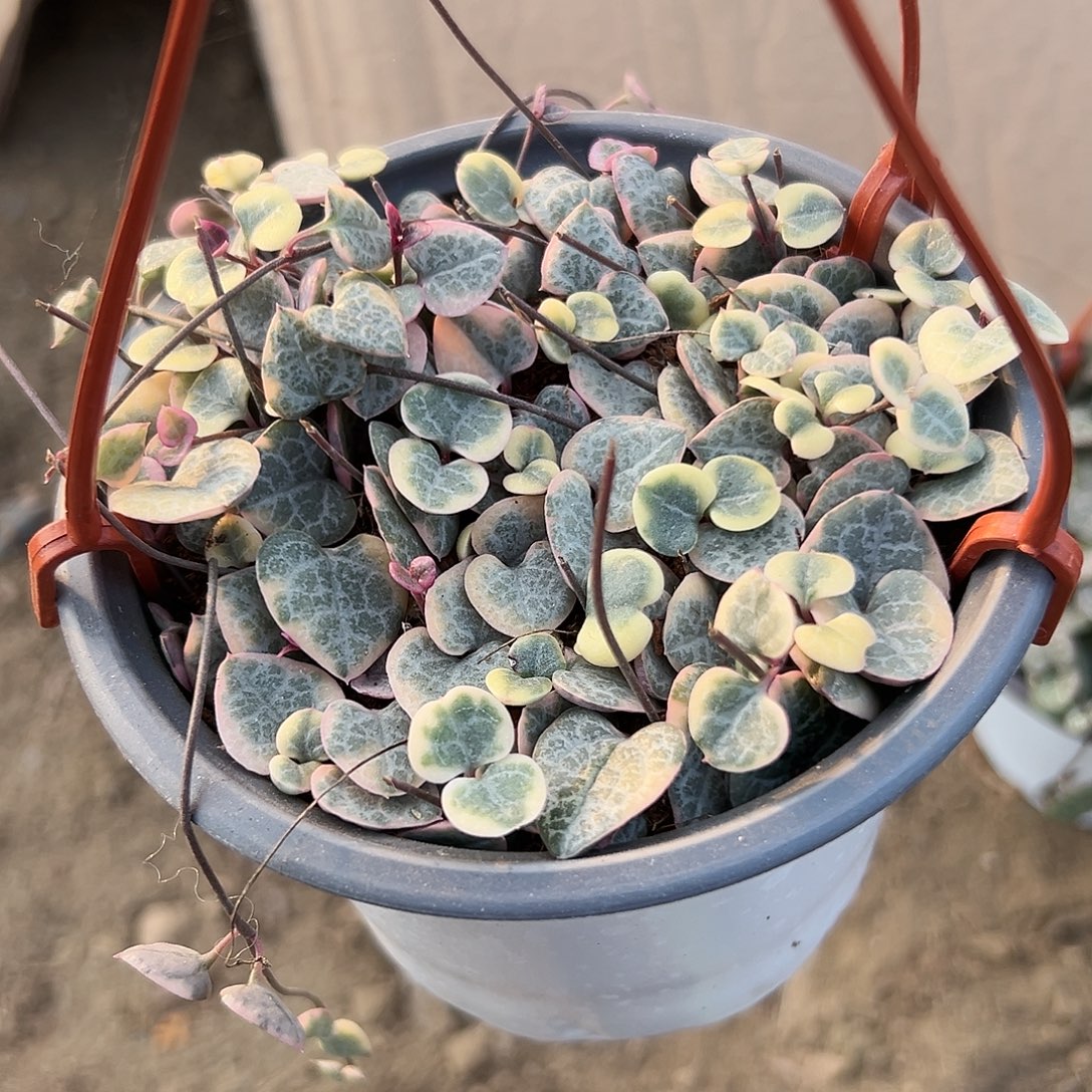 多肉植物爱之蔓锦