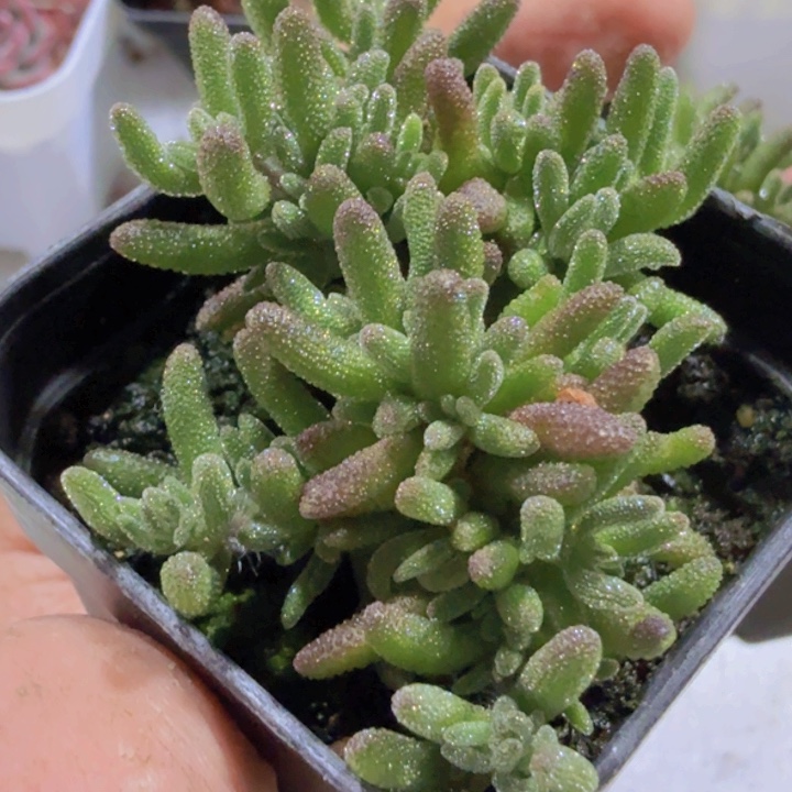 狐尾枝干王炸一颗