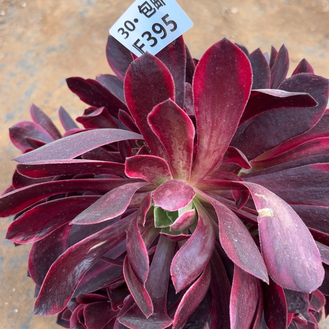 395金丝雀满20包邮