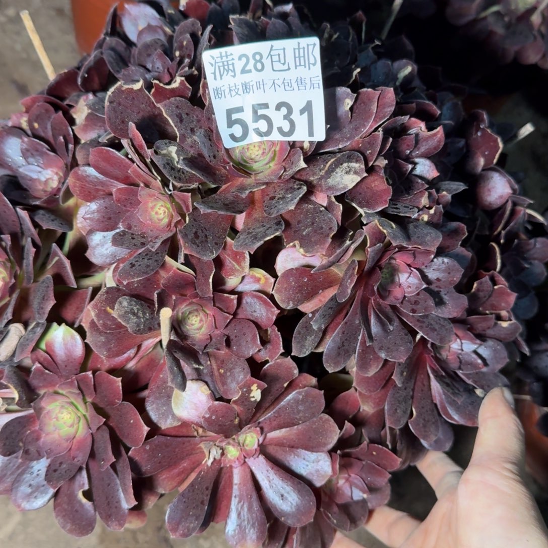 5531美人不包断枝