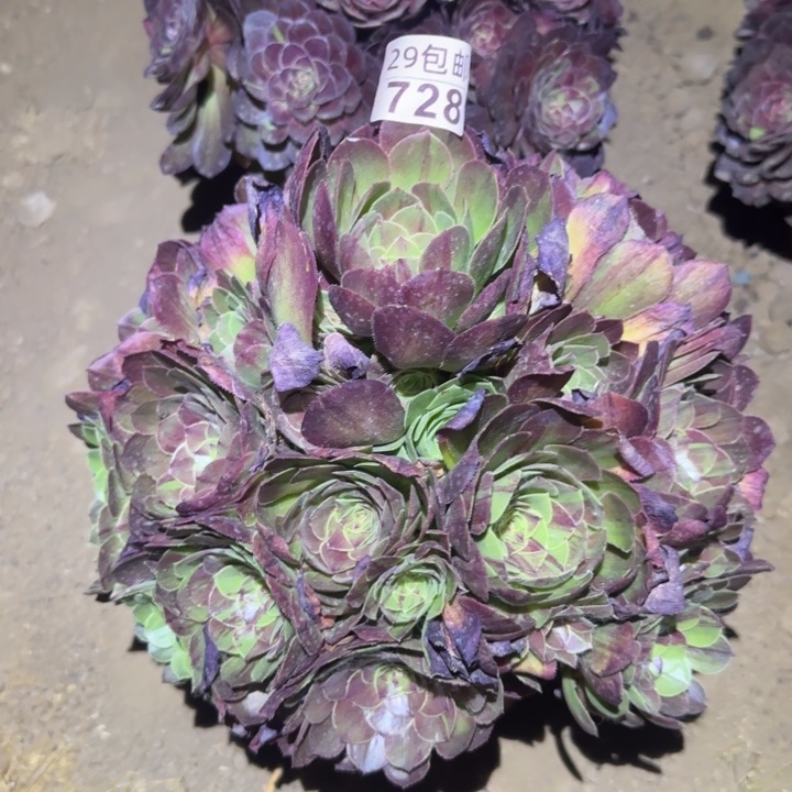 花月夜……多肉植物的