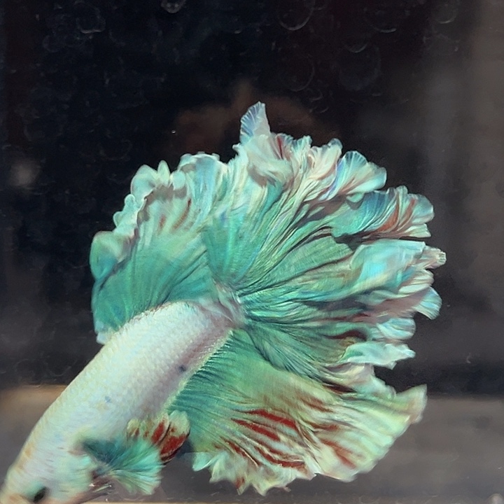 斗鱼6号打折出鱼绿色泰迪卷