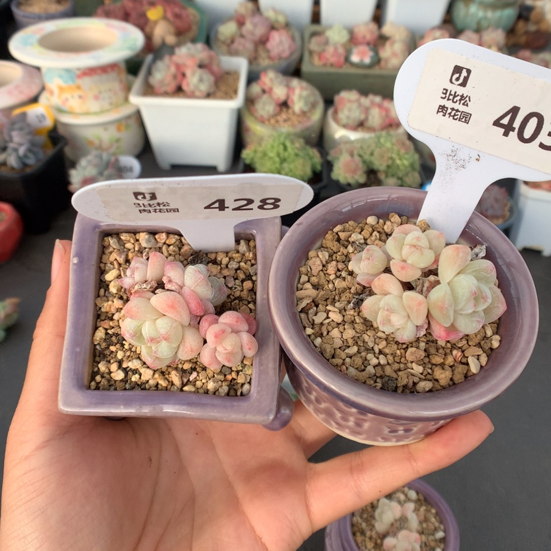 阿***东428-403两个冰玉多肉植物