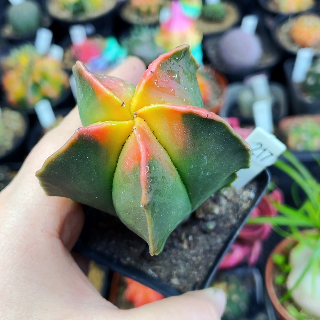 非偏远地区满25包邮仙人球