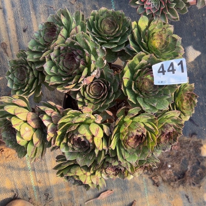 万拉丝多肉植物441