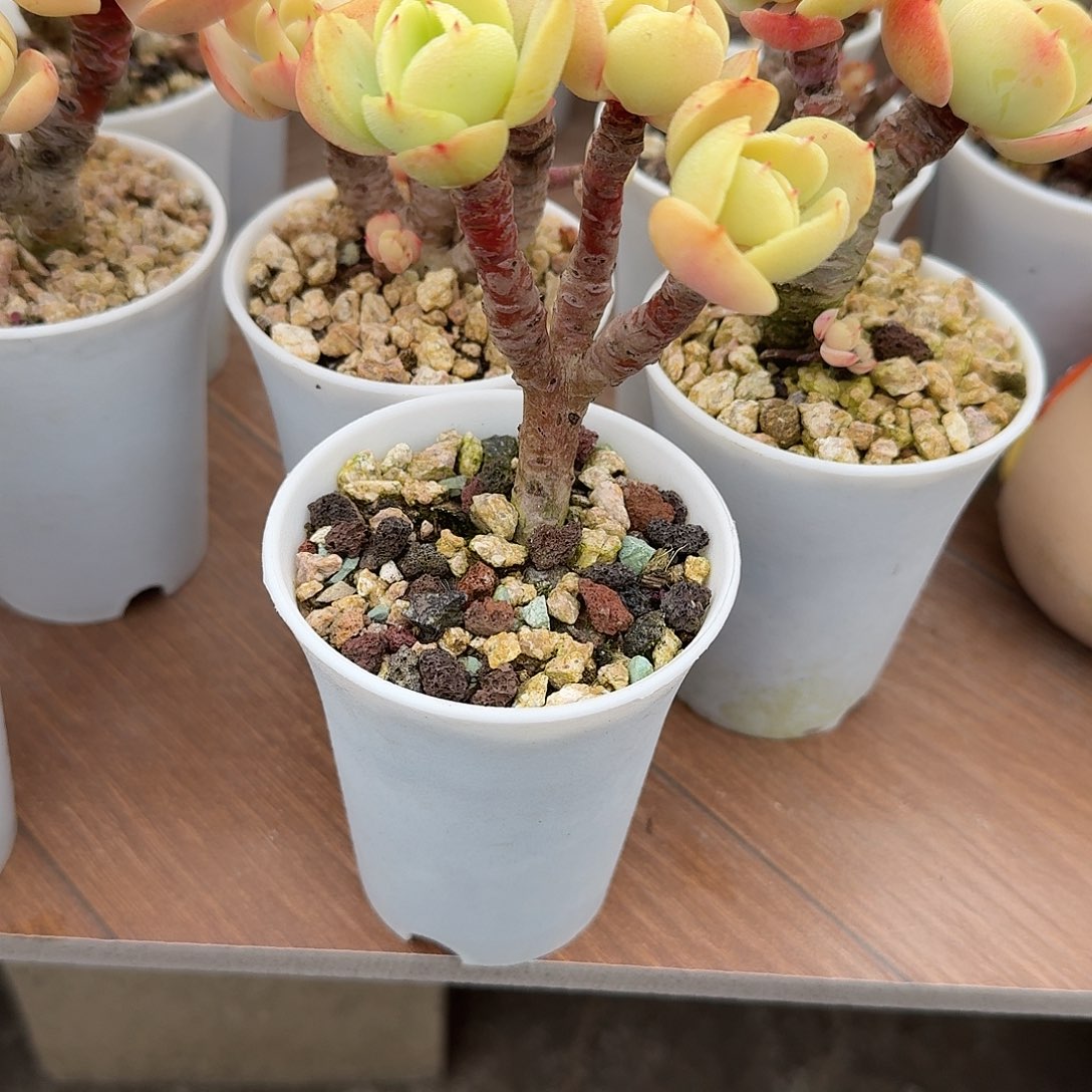 鸡蛋碧桃多肉植物一颗