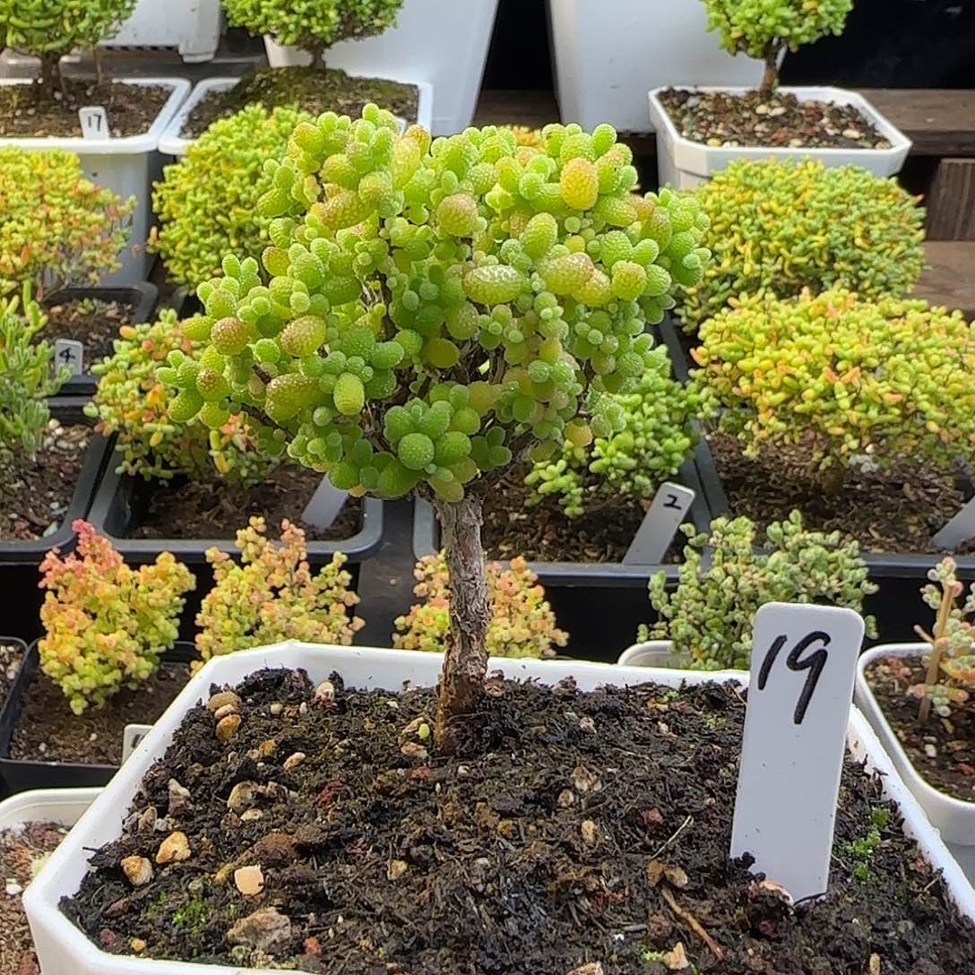 金桔糖球老桩。。。。