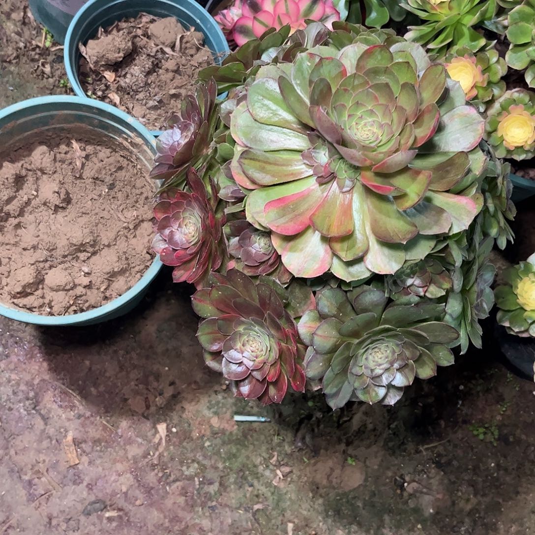 多肉植物万七彩捧花