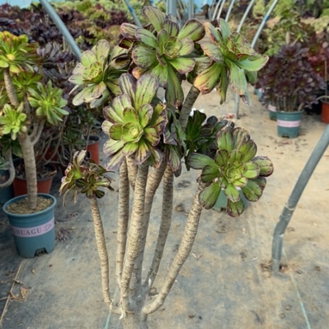 ｖ锦70多肉植物法师