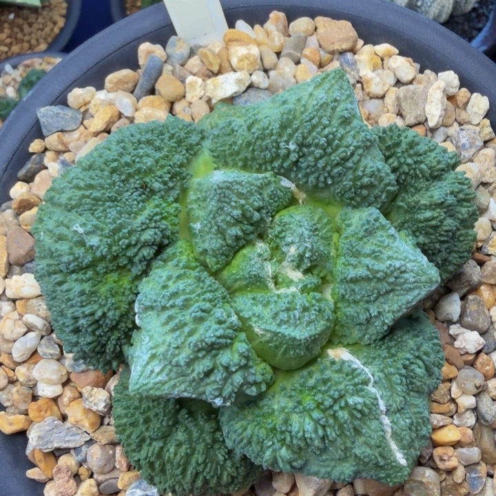 肥厚尤蓝色珊瑚哥斯拉怒涛