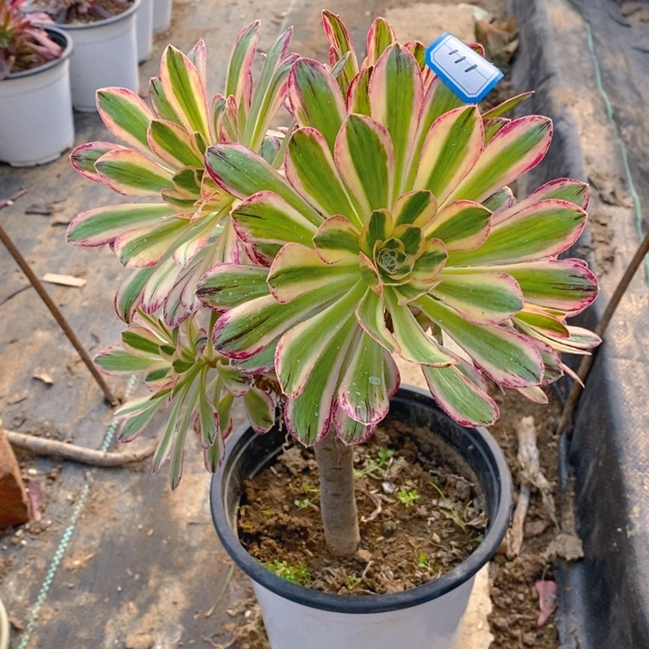 111v锦锦多肉法师