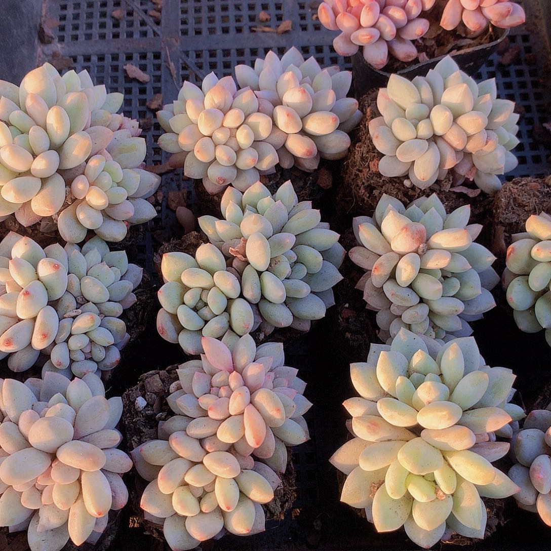 两颗多头半夏45567889999