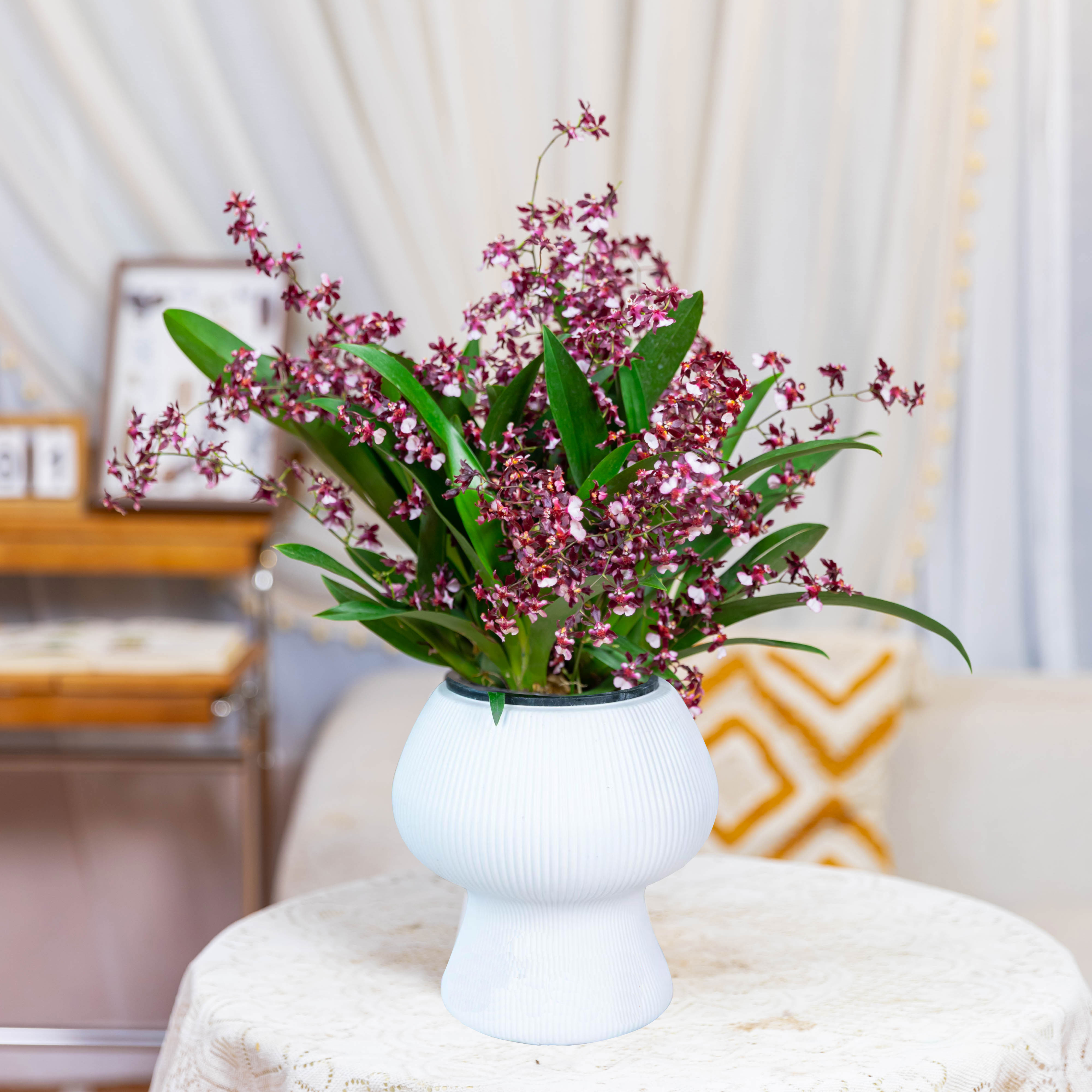 红色梦香兰【12-16】支花剑浓香型带蘑菇盆网红懒人花卉