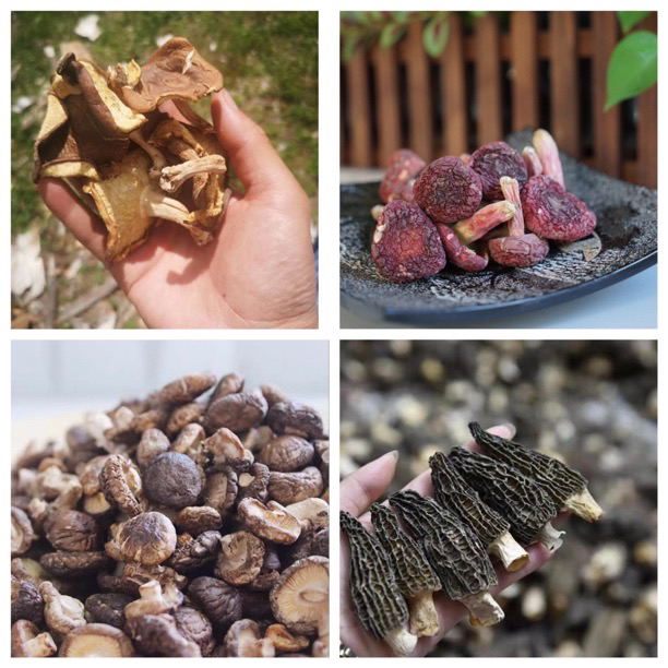 云南边境当季菇-二-临时链接农产品山货现收