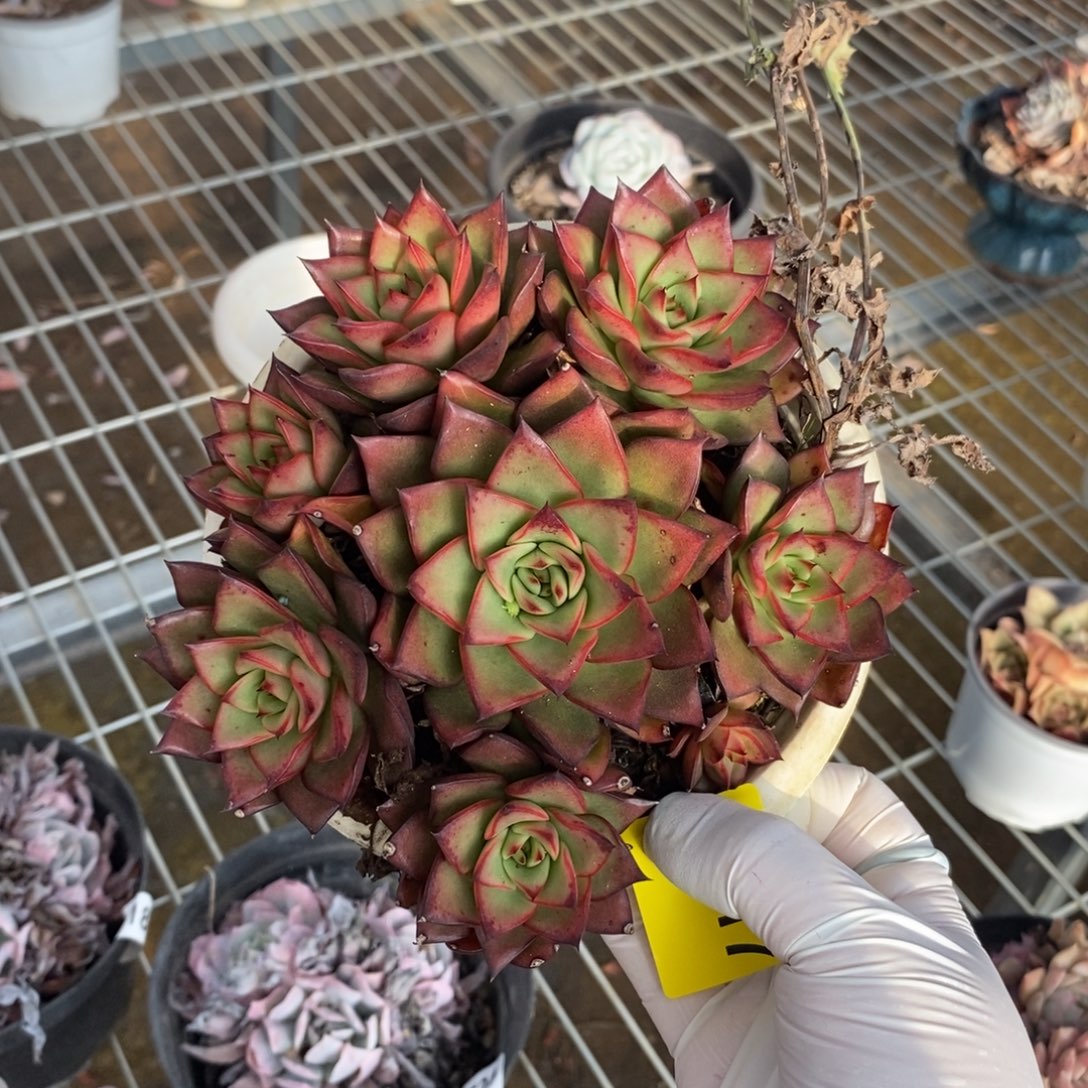 317不知名一物一拍