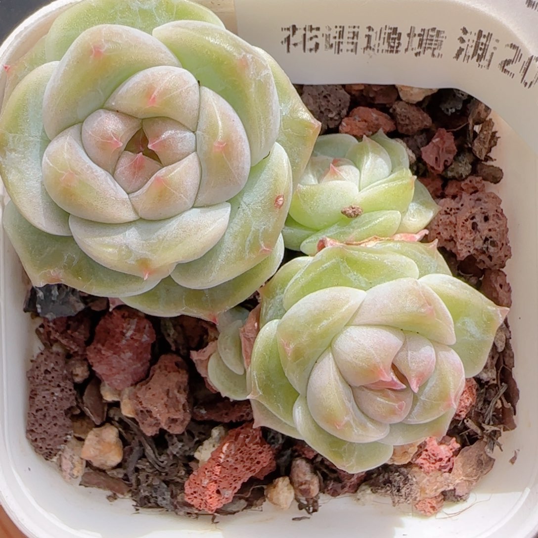 幸***.花语多肉1229-113散