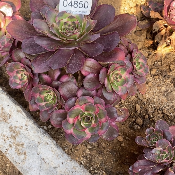 04850魅金玫瑰金多肉植物