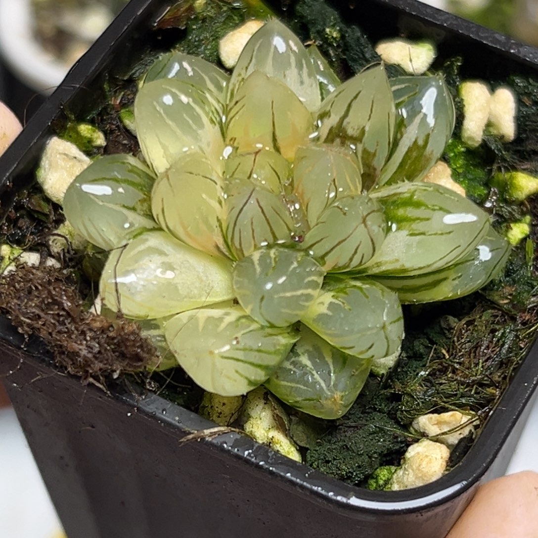 十二卷多肉植物1835霓虹灯