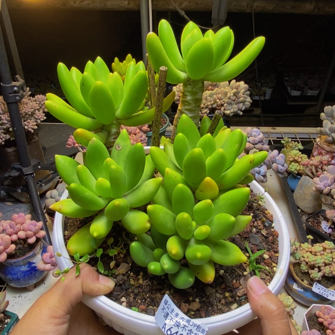 640金蟾芒果奶多肉17cm