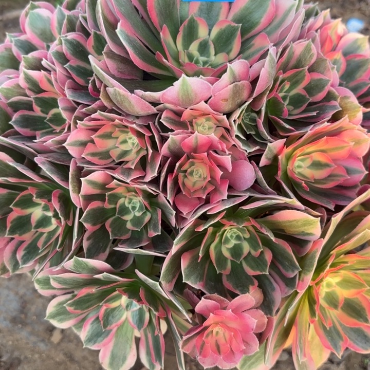 小***竹粉体女巫多肉法师不包损51