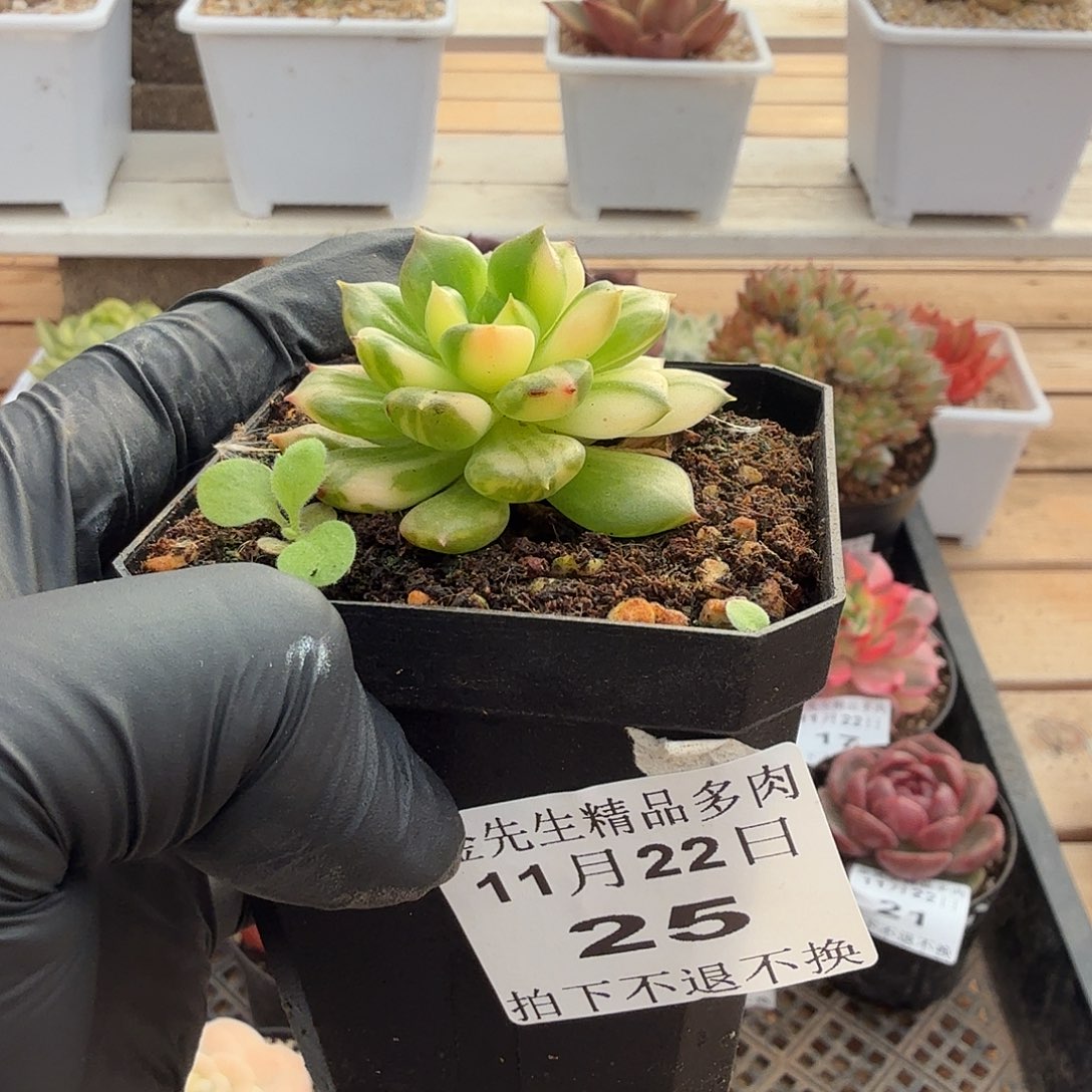 1122-25不知名锦花脸