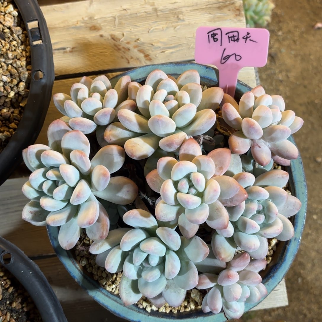 无花朵11111111111