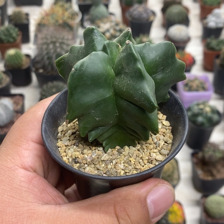 实生龟甲特价福利