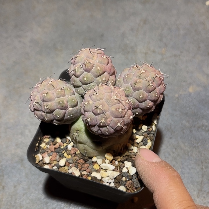 满38包邮2天凑单，脱土晾根发货多肉植物