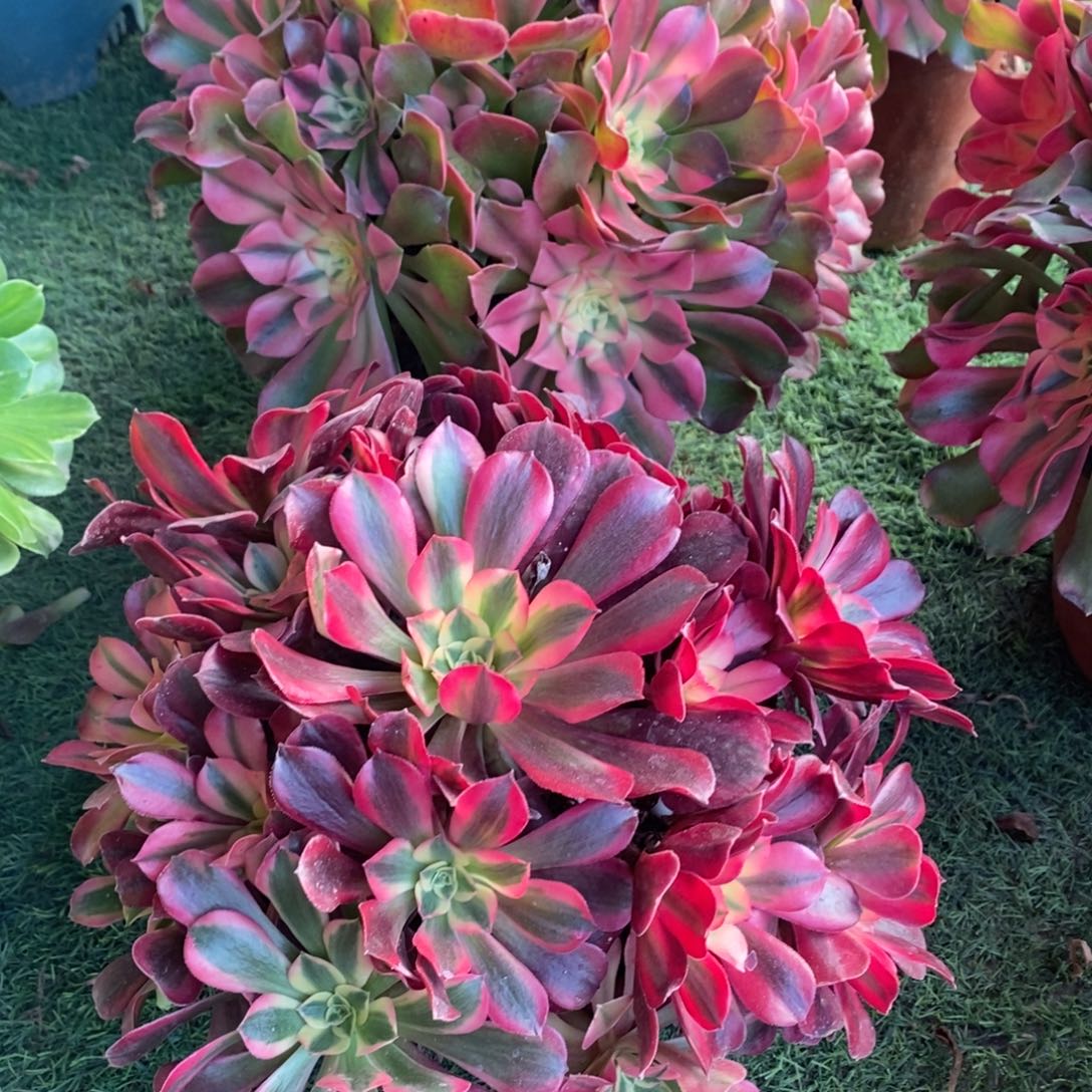 不开花植物香妃家美杜莎了多肉1克197号