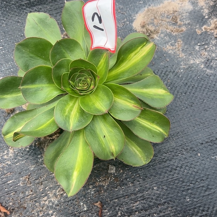 法师锦好好看12好好看