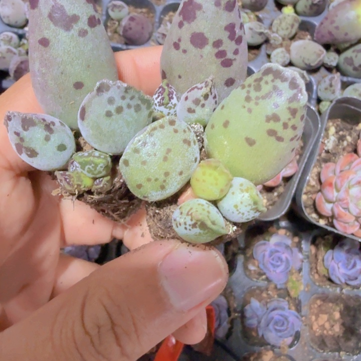 海豹穴盘五颗一组