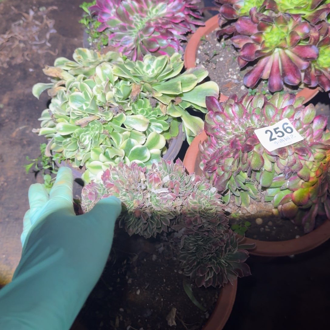 256荔枝缀化多肉植物满28包邮