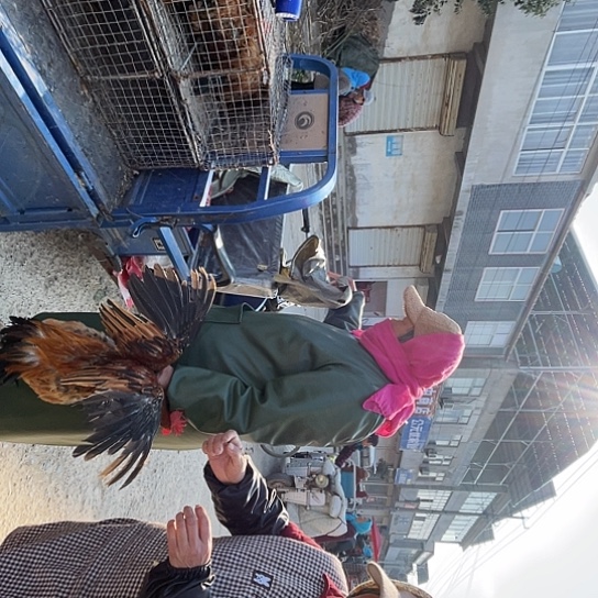 青***啊中国大陆农家3号公鸡